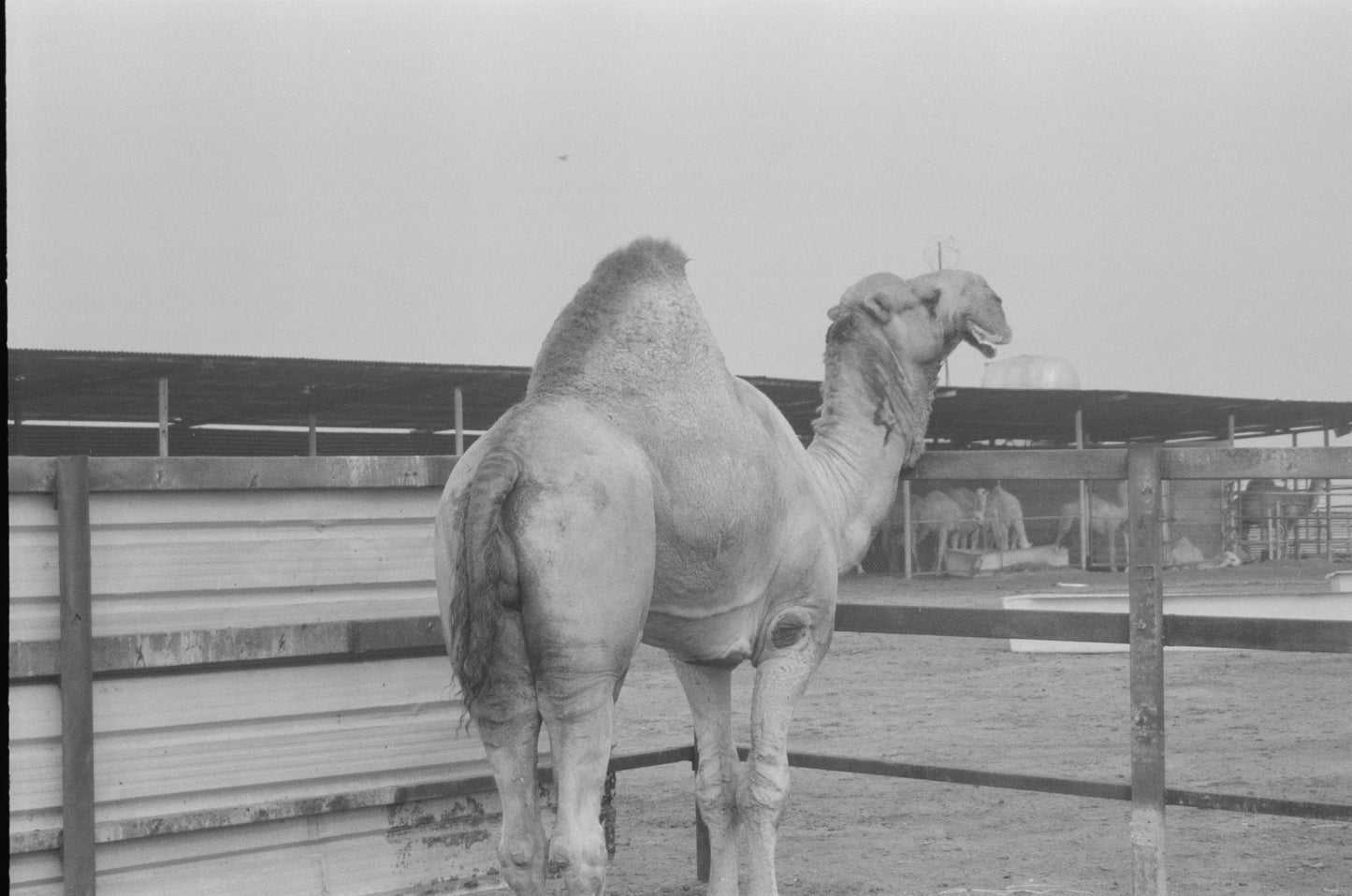 NBC Domino Beetle 400