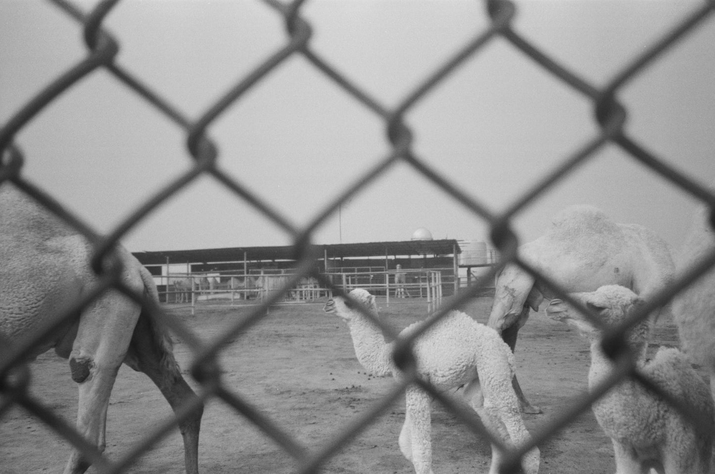 NBC Domino Beetle 400